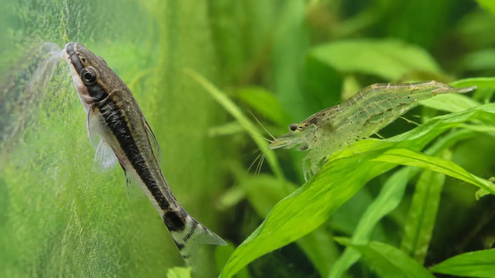 Algeneters voor het aquarium: welke helpen echt tegen algen