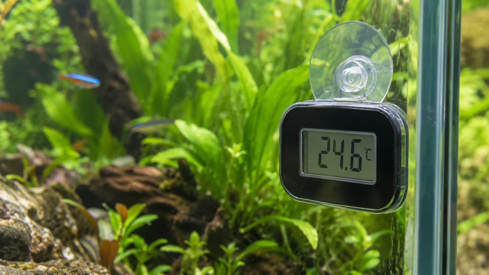 Aquarium thermometer kiezen: digitaal of glas, en waar hang je hem