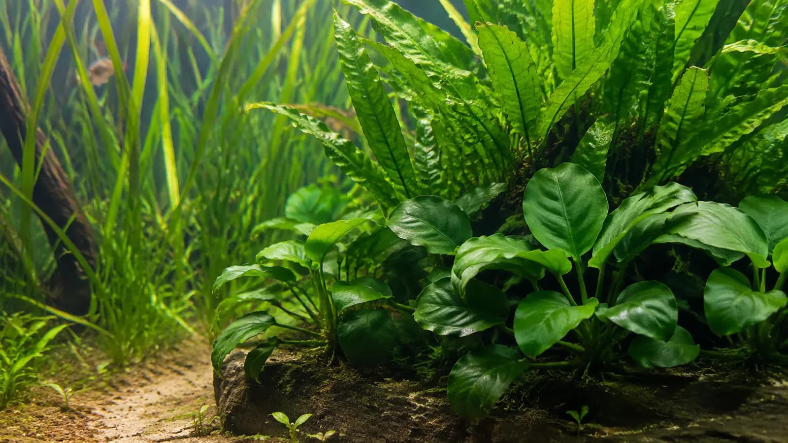 Aquariumplanten voor beginners: makkelijke soorten en wat ze nodig hebben