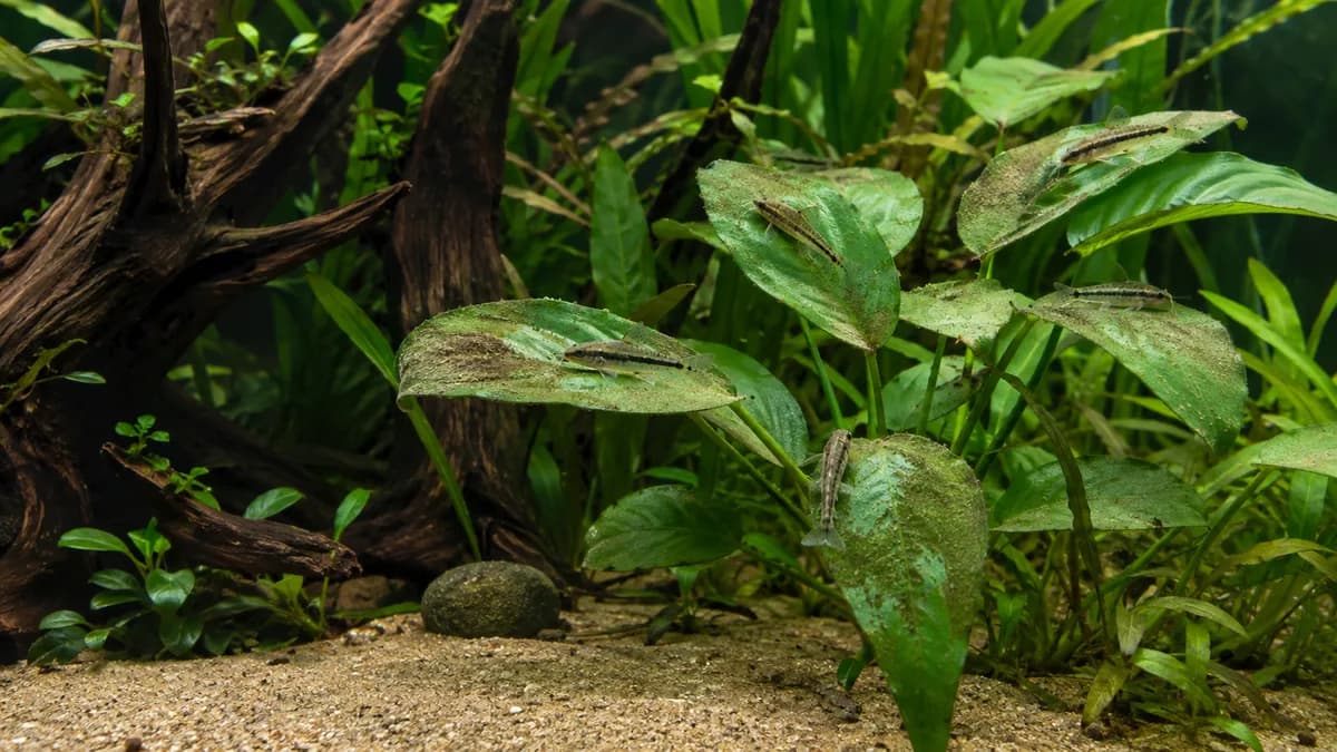 Otocinclus past bij een rijp, beplant aquarium met voldoende biofilm en soortgenoten.