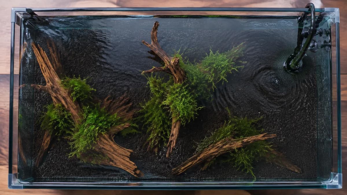 Een ingerichte bak met planten, hout en een veilige filter krijgt eerst tijd om biologisch in te draaien.