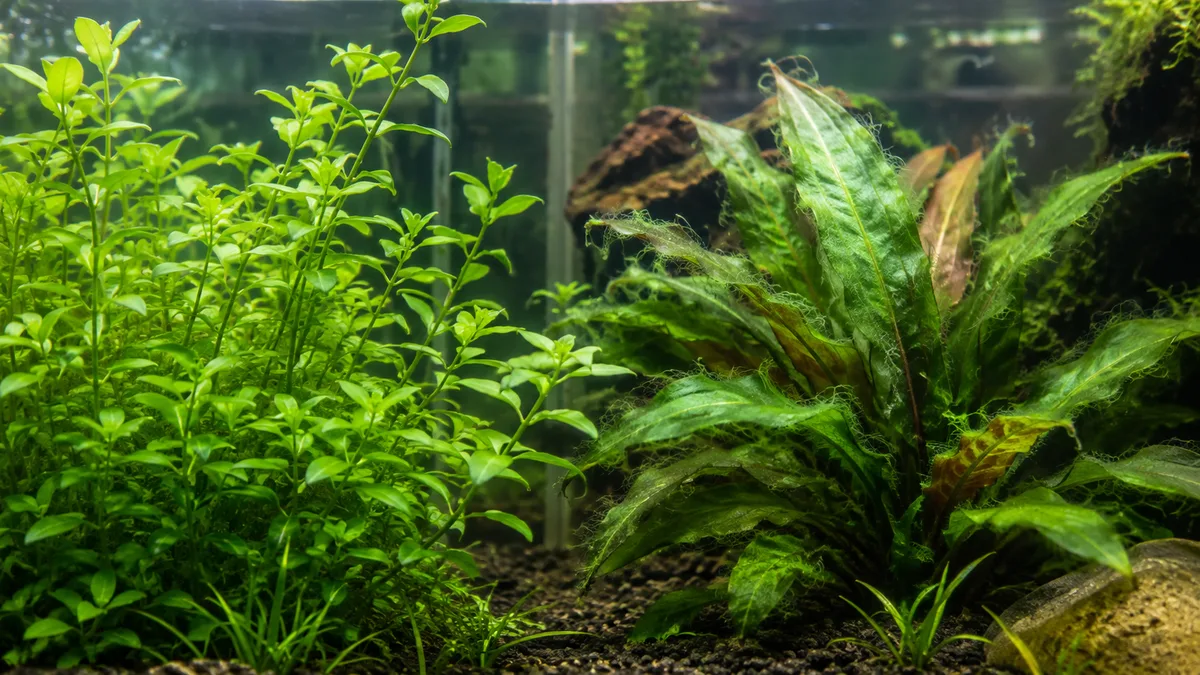 Sterk groeiende planten concurreren met groene algen om voedingsstoffen.