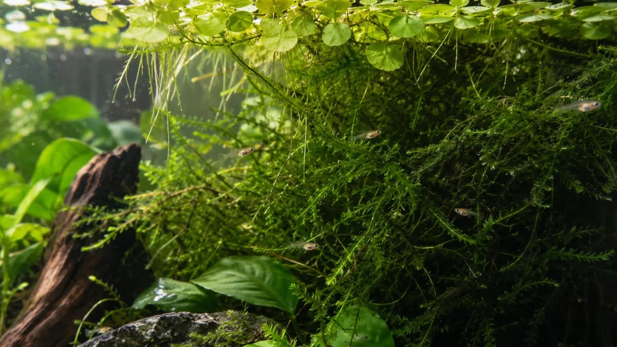 Dichte beplanting geeft pasgeboren guppy's een kans om op te groeien