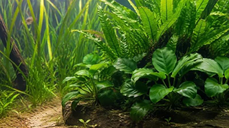 Aquariumplanten voor beginners: makkelijke soorten en wat ze nodig hebben