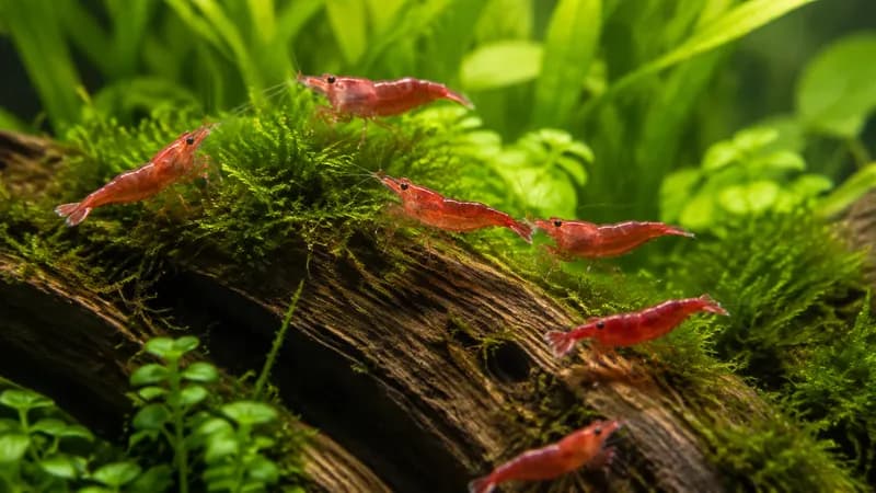 Garnalenaquarium opzetten: aquarium voor garnalen kiezen