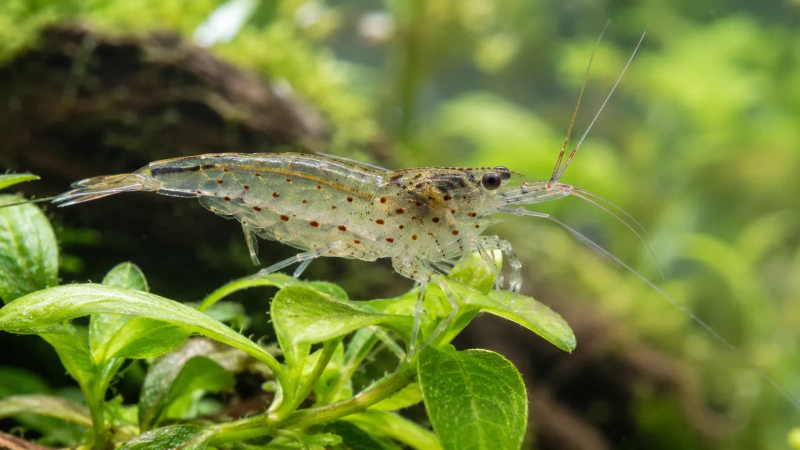 Japonica garnalen houden: wat ze eten en wat ze nodig hebben
